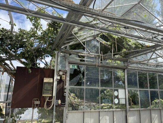 Tipp: auf standfeste Bäume achten